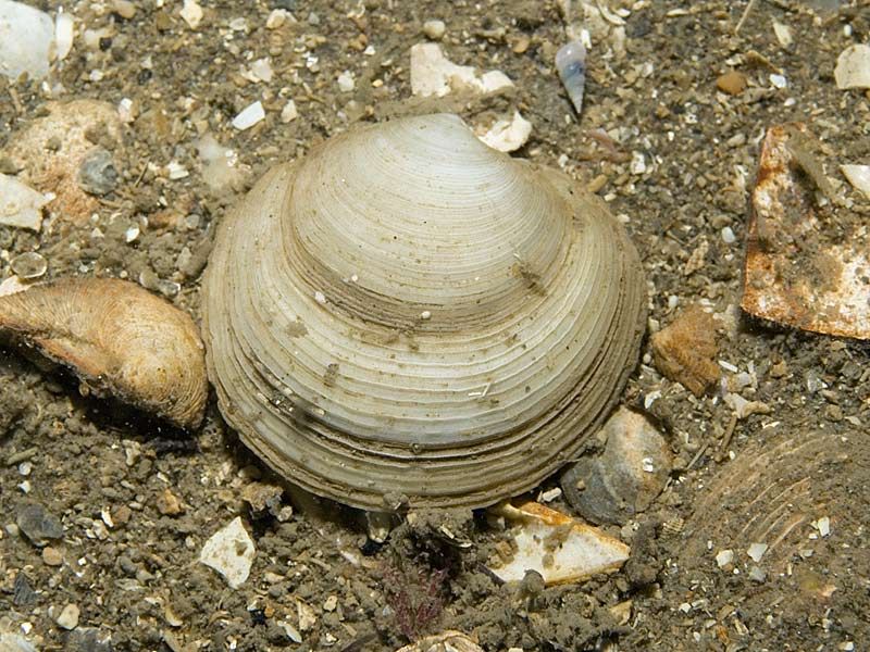 Представитель Семейства Lucinidae